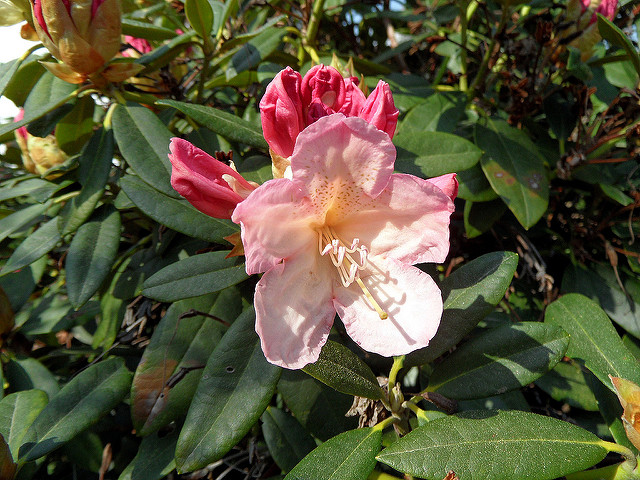 hodowla Różaneczników w przydomowym ogrodzie